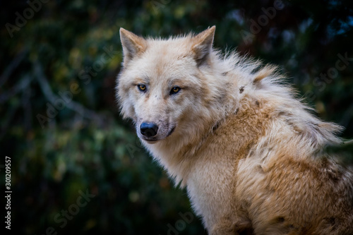 Obraz na płótnie Head of white arctic wolf w salonie