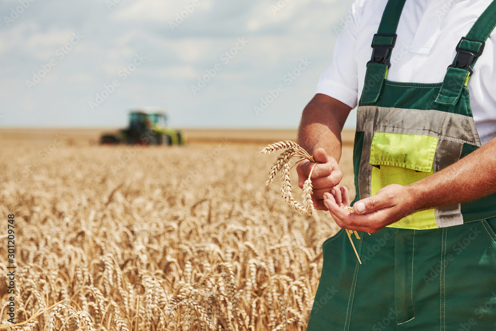 Worker in uniform stands in the filed and shows pod of wheat. Combine harvester behind