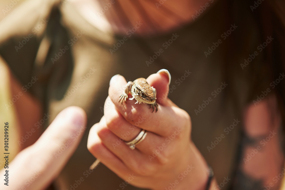 Lizard on woman's hand at sunny day outdoors. Conception of wildlife. Little reptile