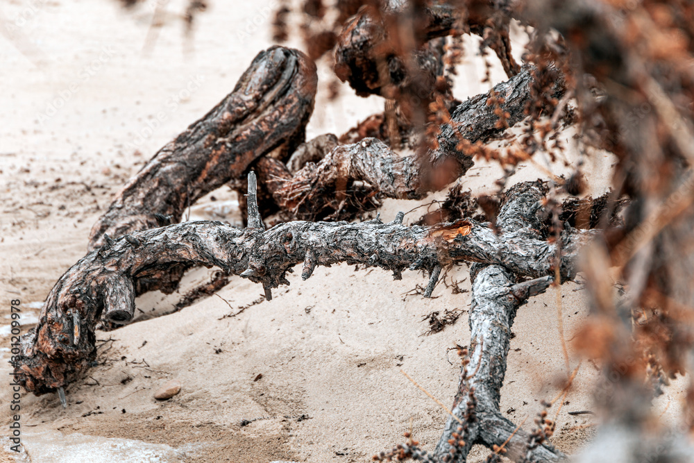 Fototapeta premium View beyond dead dry tree branch on sand dune with pine tree Dried branches on the beach