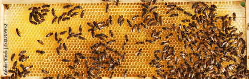 Horizontal photo. Detailed view of honeycomb full of bees. Conception of apiculture photo