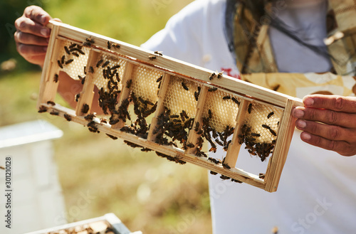Beekeeper works with honeycomb full of bees outdoors at sunny day Fototapet