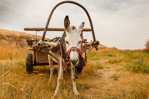 white donkey with a cart in the field, donkey with a cart looks at the camera photo