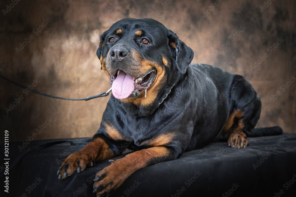 Fototapeta premium dog