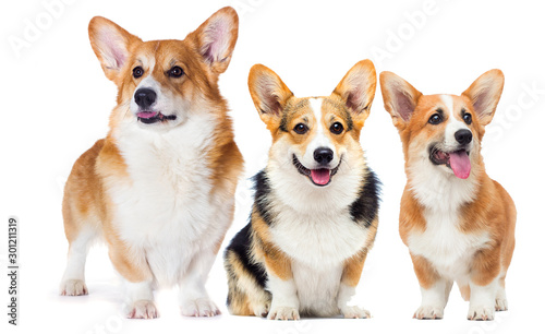 set of welsh corgi dogs looking at full length on a white background