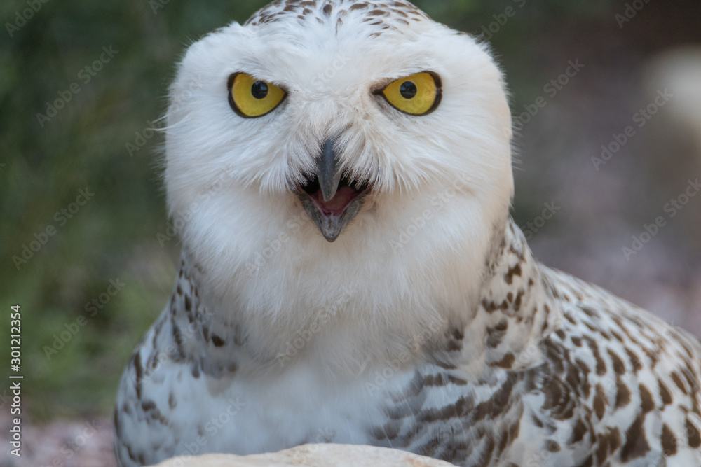 Aggressive Snowy Owl