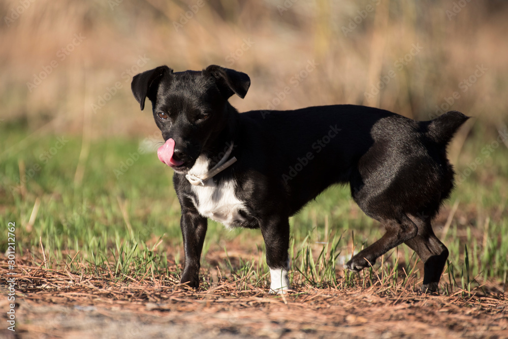 silky and shiny black and white dog under the warm sun silky and shiny black and white dog under the warm sun