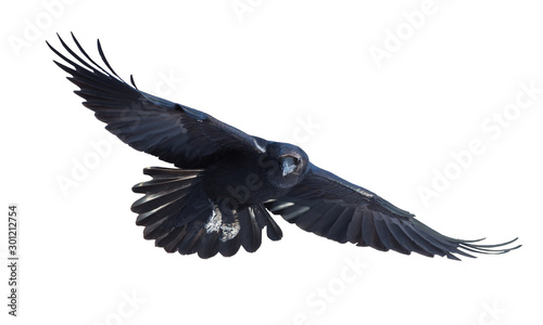 Tableau sur toile Common raven in flight on white background