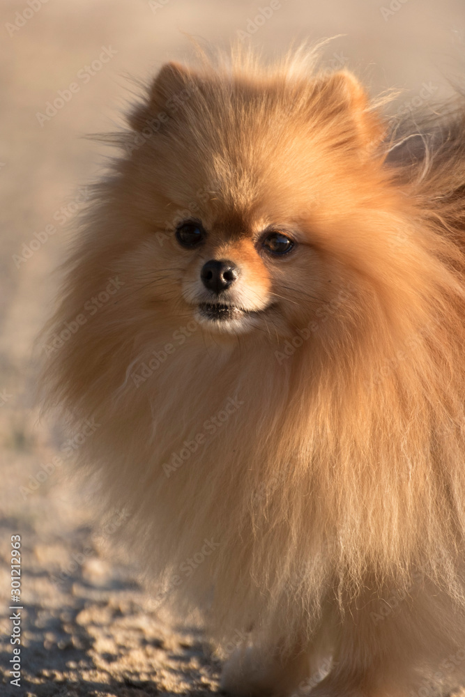 Pomeranian dog with long thick tan hair, running very fast