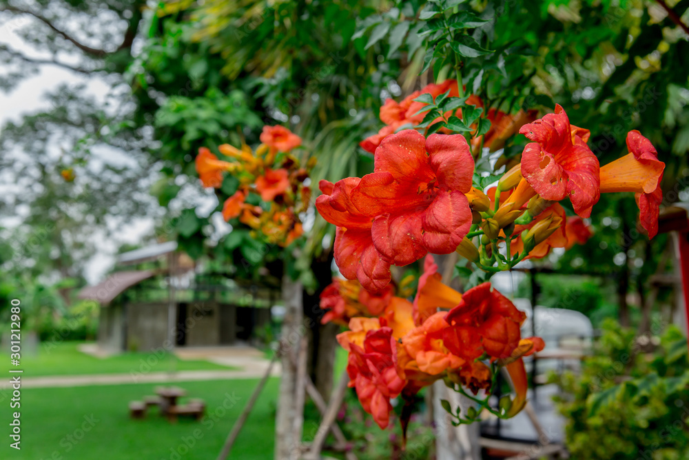 Madison Square Garden, Thailand, Beauty, Beauty In Nature, Blossom Madison Square Garden, Thailand, Beauty, Beauty In Nature, Blossom
