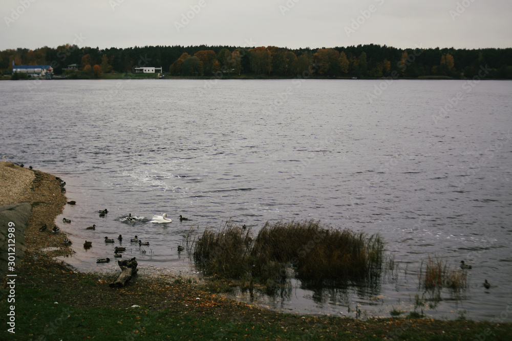Wild ducks on river coast in autumn day