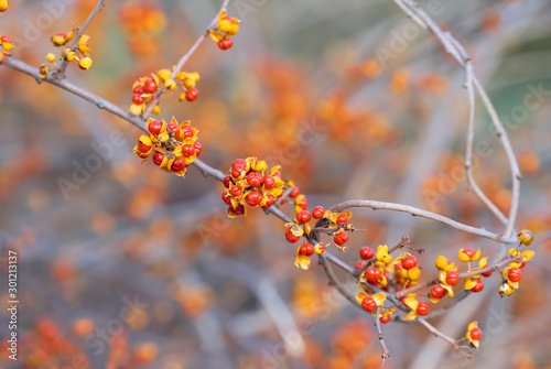 Bittersweet berries in fall. Oriental Bittersweet or  Celastrus orbiculatus. Place for text. photo