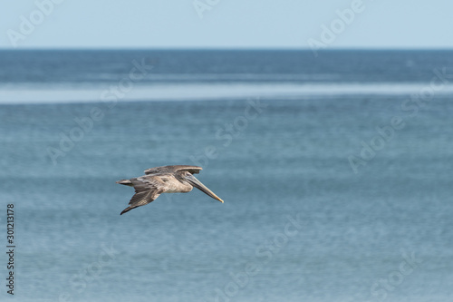 Spot-billed Pelican water bird flying over water in Panama City. Gray Pelican hunting fish over the Gulf of Panama. Seen at the Cinta Costera (Spanish coastal belt) waterfront area. Selective focus. © Kristin Greenwood