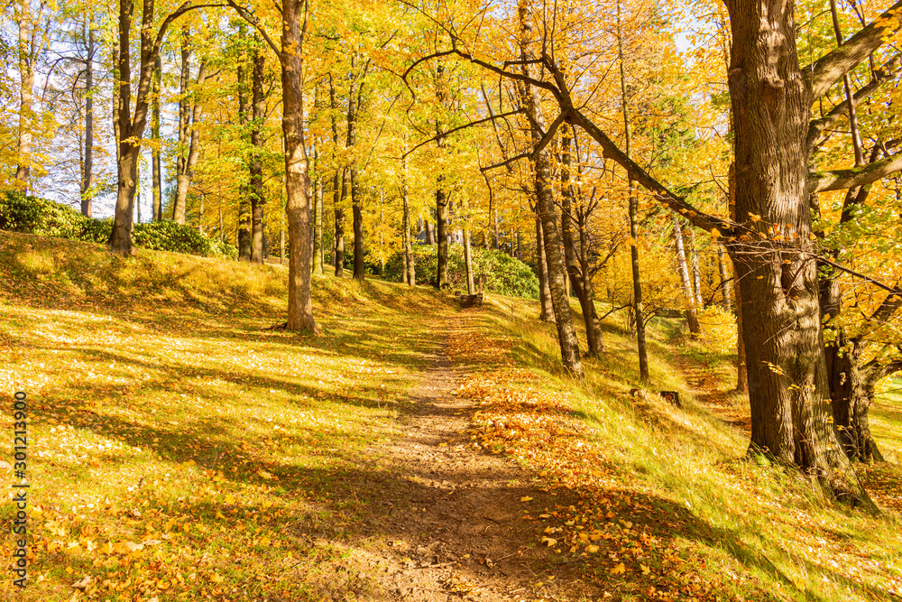Fototapeta premium Green lawn in city park under sunny light