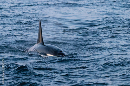 Male Orca Whale on the Hunt