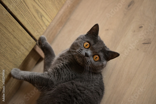 British cat with big orange eyes