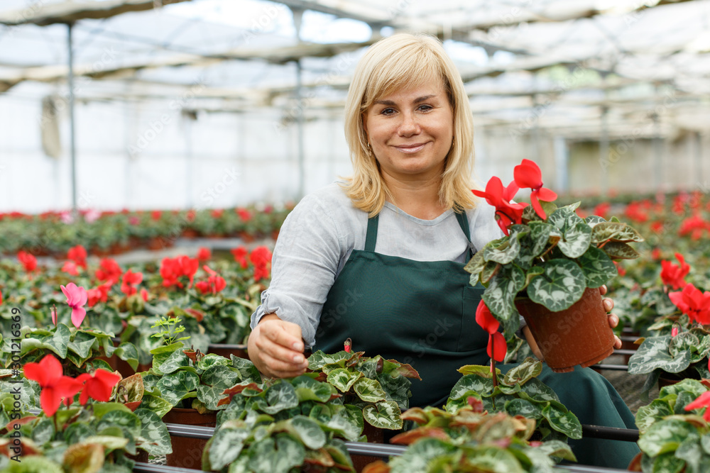 Cheerful mature woman gardener choosing  flowers of red cyclamen in pot