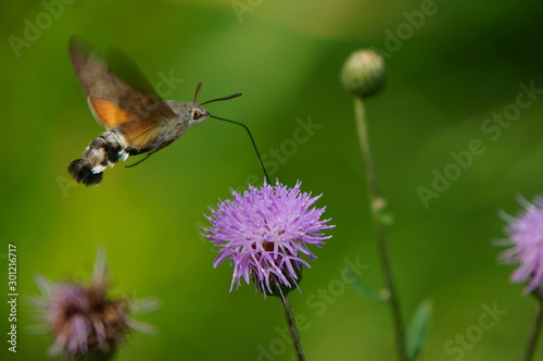 butterfly on a flower