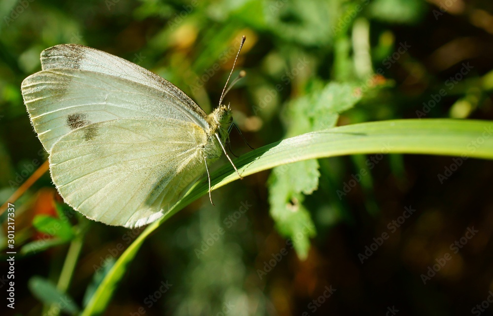 butterfly on leaf butterfly on leaf