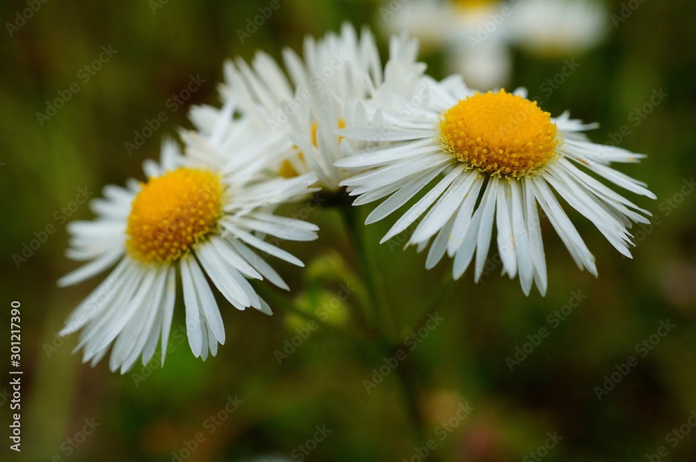 daisy in the grass daisy in the grass