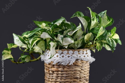 Beautiful full tropical 'Manjula' Pothos, also called 'Happy Leaves', in natural flower pot on dark black background photo