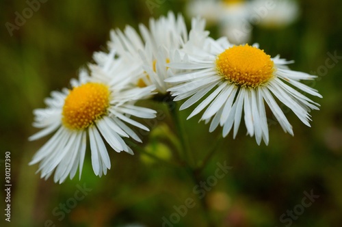 daisy in the grass © Станислав 