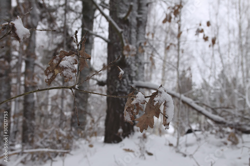 Oak leaves in snow in winter forest.