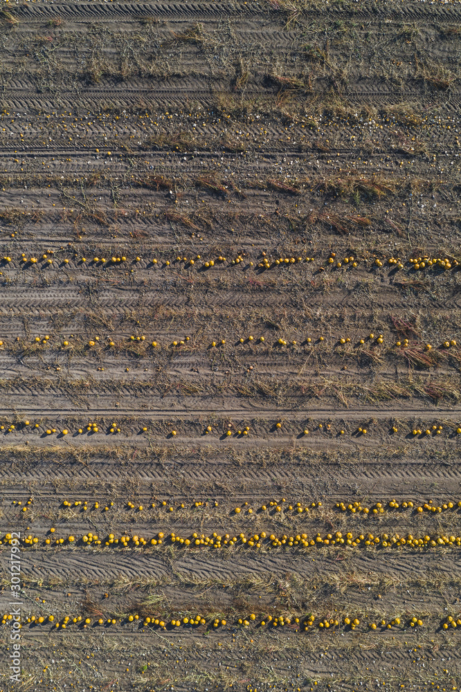 Pumpkin field at harvesttime, aerial view Pumpkin field at harvesttime, aerial view