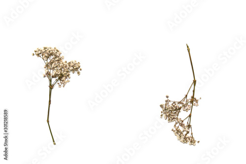 Dry gypsophila flowers on a white background