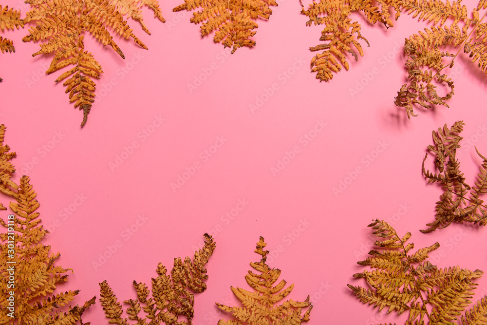 Autumn fern leaves isolated on pink background with copy space. Horizontal orienattion. Minimalistic style. Autumn fern leaves isolated on pink background with copy space. Horizontal orienattion. Minimalistic style.