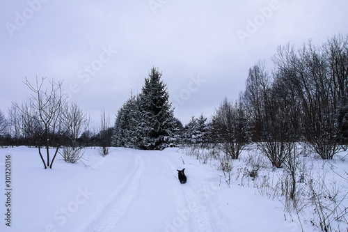 Small black dog running along the road in the village in winter day © pictures_for_you