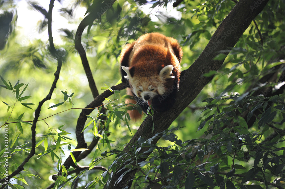 Kleiner Panda