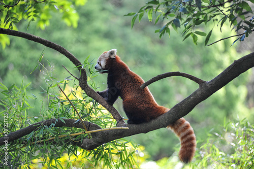 Kleiner Panda