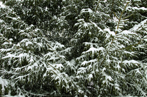 Snow covered fir trees in cold winter day. Seasonal nature in East Europe. © pictures_for_you