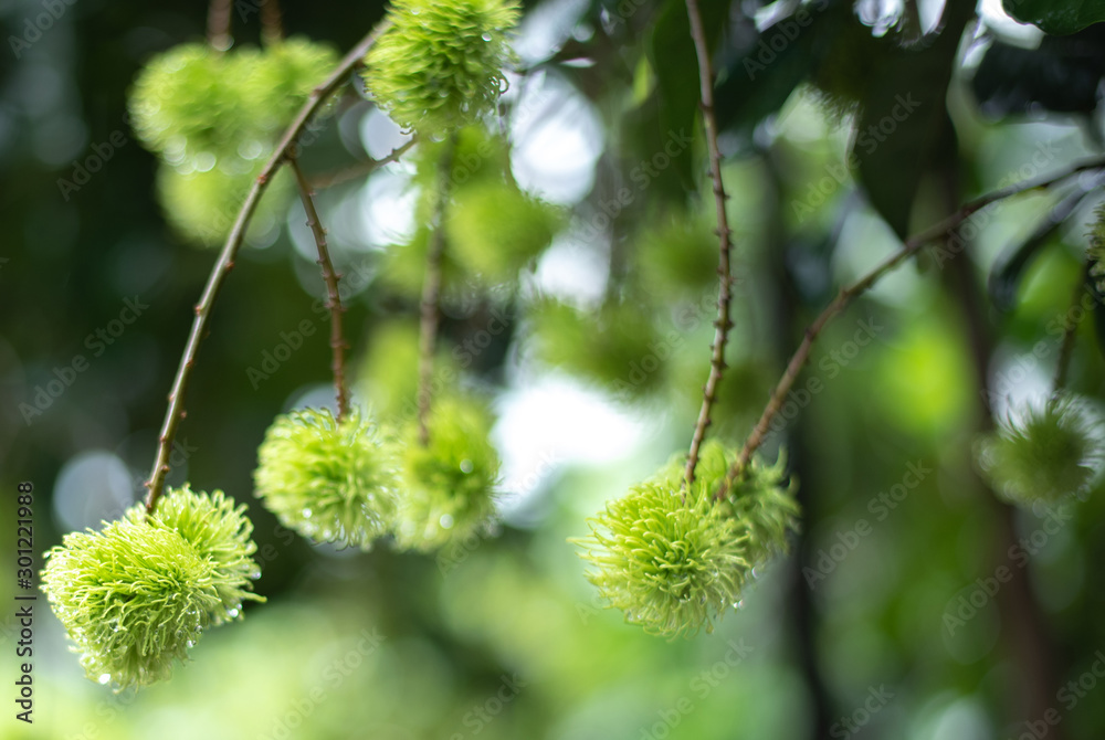 Young Green fruits of rambutan is raw in the orchard Young Green fruits of rambutan is raw in the orchard