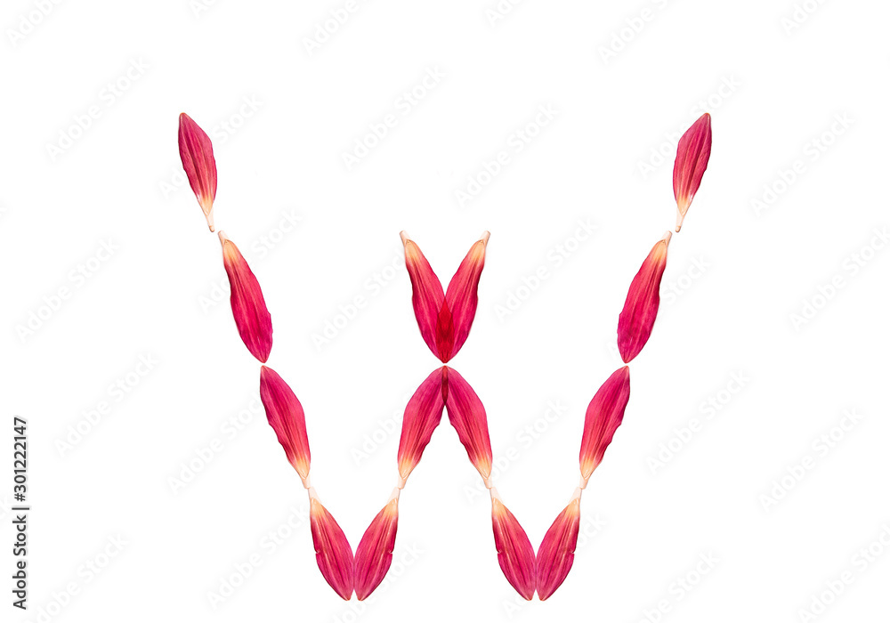 Alphabet from flower petals of a pink color on a white background. Isolated top view, letter w. Alphabet from flower petals of a pink color on a white background. Isolated top view, letter w.