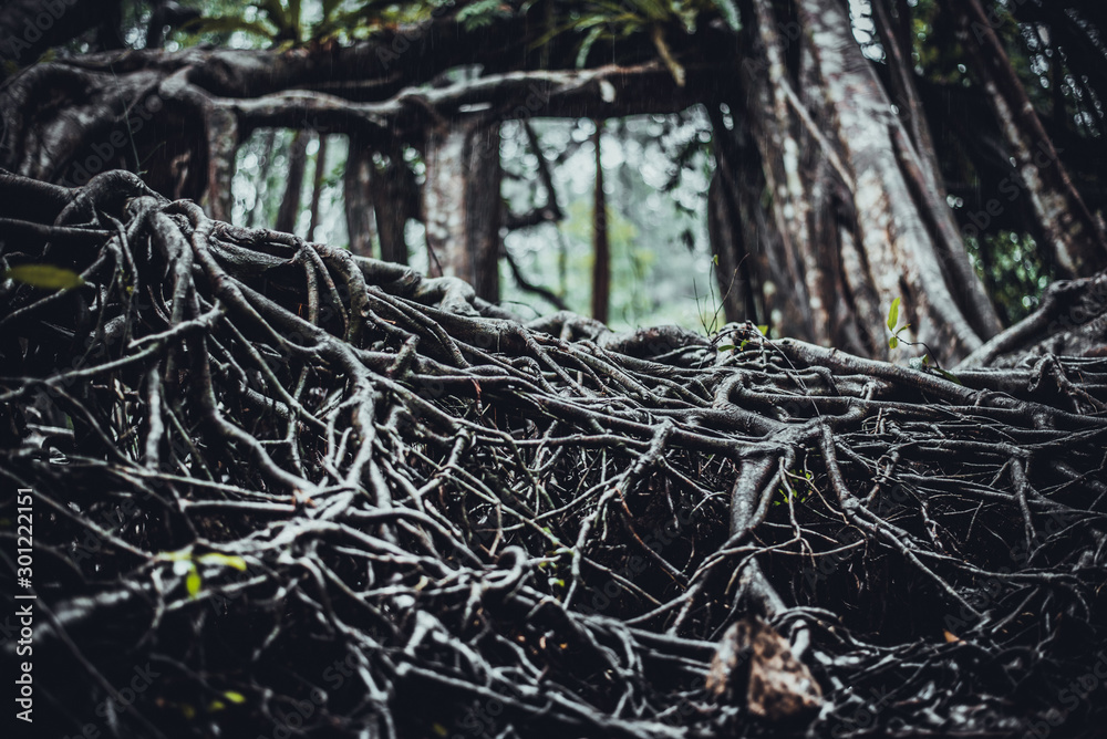 Obraz premium the giant tree in the forrest fucus on root