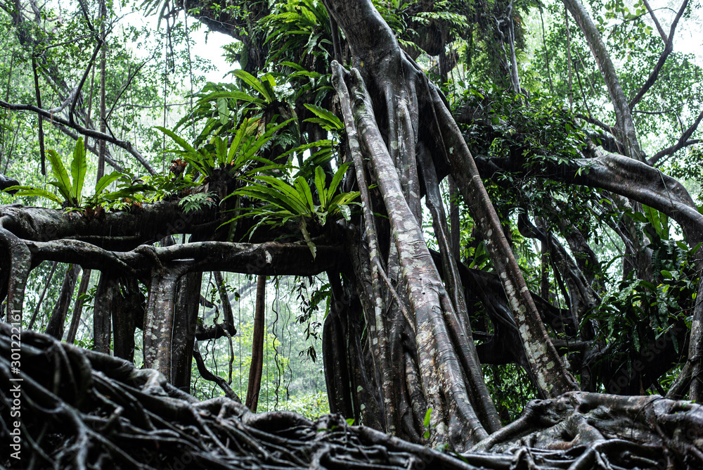 the little amazon in pang-nga in Sang Nae Canal thailand the little amazon in pang-nga in Sang Nae Canal thailand