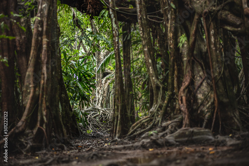 the little amazon in pang-nga in Sang Nae Canal thailand