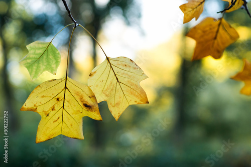 autumn, fall leaves on branch, among blurry background