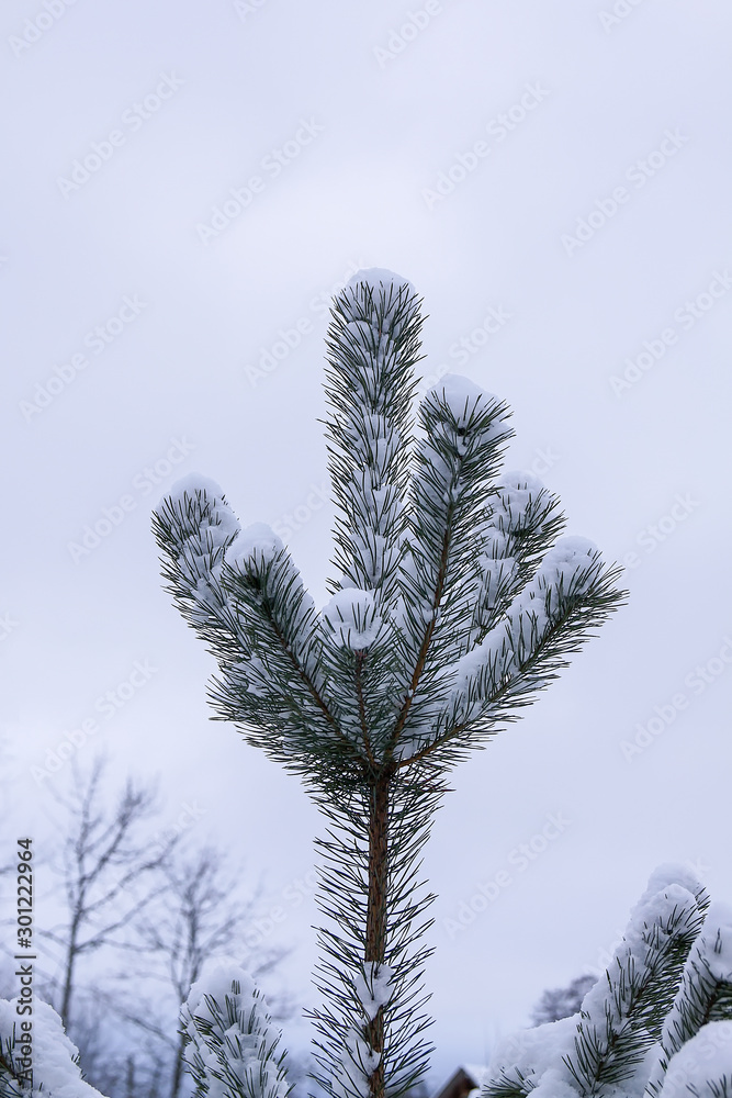 Eergreen pine tree branches in snow Eergreen pine tree branches in snow