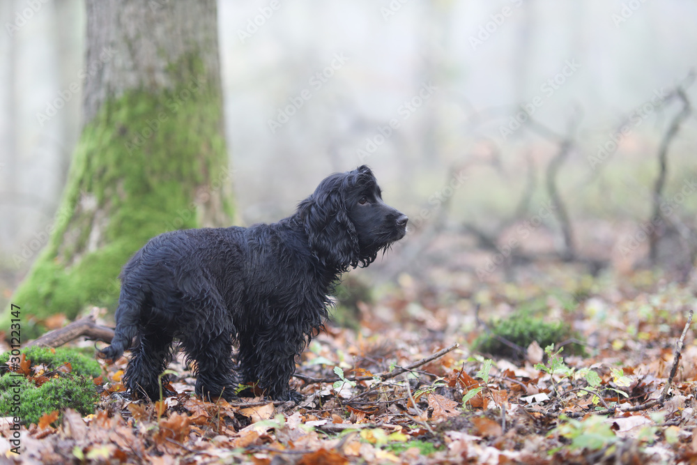 English Cocker Spaniel