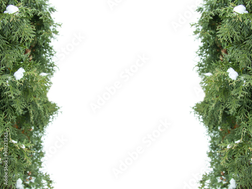 Christmas tree branches green framework on white background