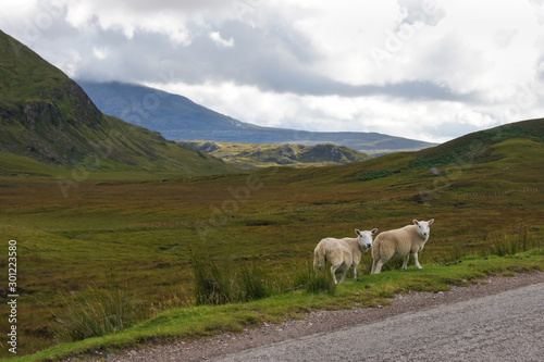 Sheep next to a single track road in the Scottish highlands