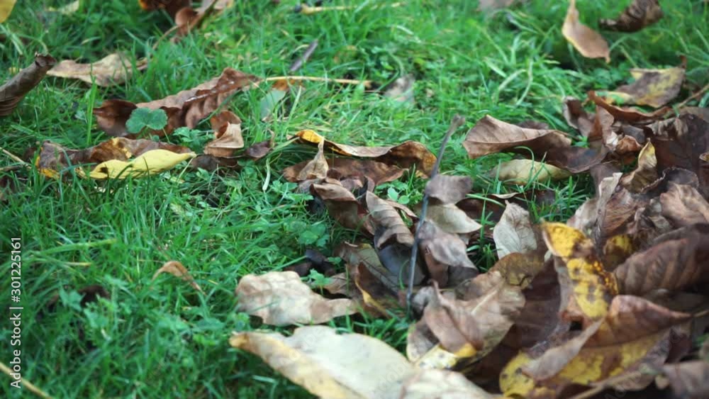 Autumn leaves on a meadow Autumn leaves on a meadow