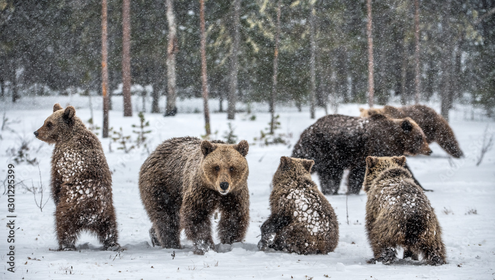 Obraz premium Bear family in the snowfall. She-Bear and bear cubs on the snow. Brown bears in the winter forest. Natural habitat. Scientific name: Ursus Arctos Arctos.