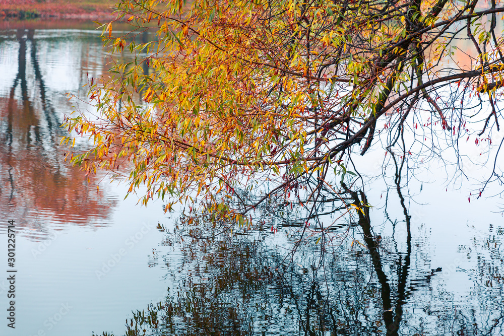 Colorful autumn park. Autumn trees with yellow leaves in the autumn park. Belgorod. Russia. Colorful autumn park. Autumn trees with yellow leaves in the autumn park. Belgorod. Russia.