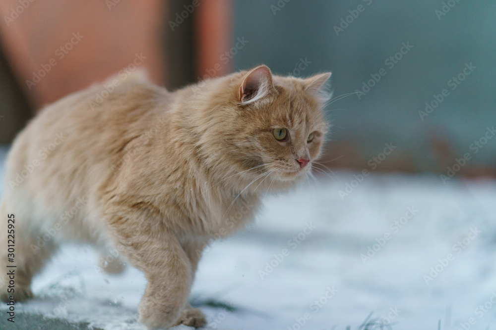 Young orange cat playing, jumping in the winter yard. Fluffy cat is ready to cold snowy winter. He goes and prepares to attack. Concepts of cats' habits. Young orange cat playing, jumping in the winter yard. Fluffy cat is ready to cold snowy winter. He goes and prepares to attack. Concepts of cats' habits.