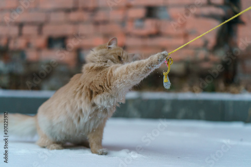 Young orange cat playing with toy on the rope in the winter snowy yard of russian dacha. Very fluffy cat is ready to cold winter. Concepts of cats' habits. photo