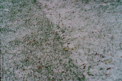 Photography of first snow in the Moscow park. Light snow covered green grass. Nature looks like sugar sweets. Suitable as background, greeting card, posters.